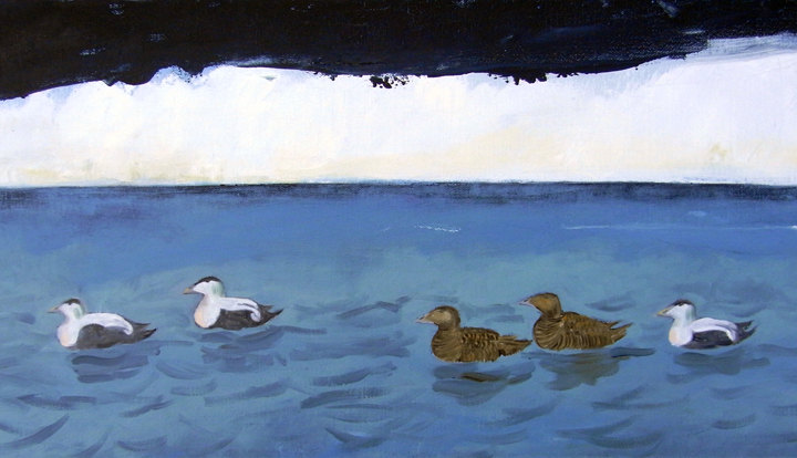 Eiders, North Sea