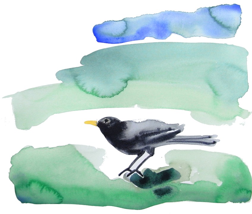 watercolour of a blackbird on the grass