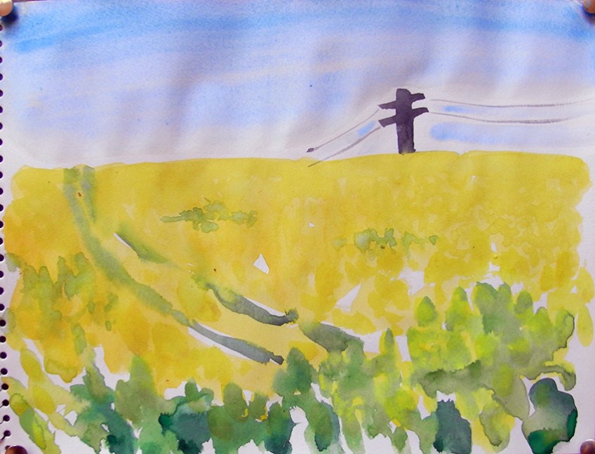 the rapeflowers are yellow, the field is on a slope, tractor tracks have dug grooves through the crop, on the high horizon is a telegraph pole with wires stretching beyond