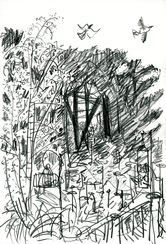 back o the woods - pigeon and blackbird fly past