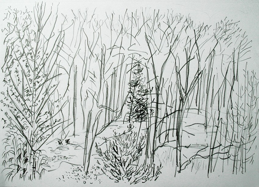 woods-sketch-7th-feb