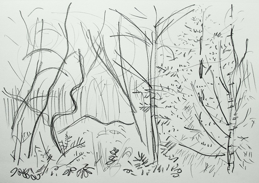 woods-sketch