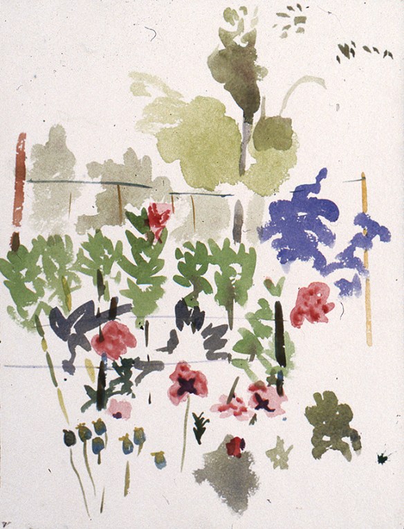 wild flowers in the back garden