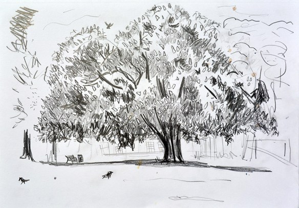 Horse Chestnut Tree, Potternewton Park, LS7