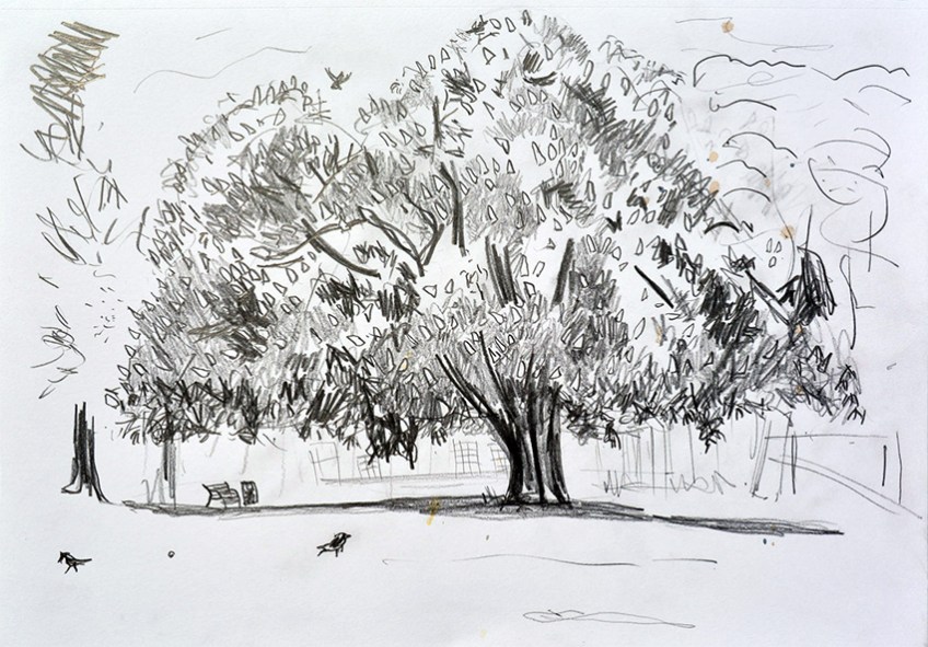 Horse Chestnut Tree, Potternewton Park, LS7