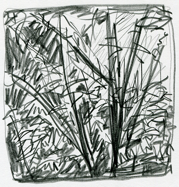 pencil drawing of the woods