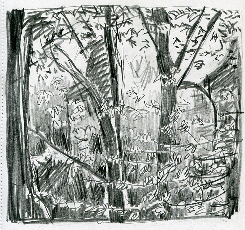 pencil drawing of the woods