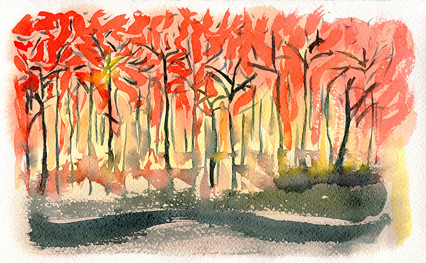 Australian bushfires in NSW