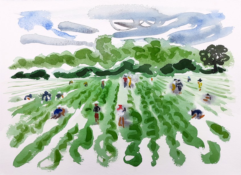Picking Strawberries - watercolour by Jo Dunn 2019